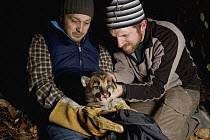 Mountain Lion (Puma concolor) biologists, Max Allen and Paul Houghtaling, placing radio collar on six week old male cub, Santa Cruz Puma Project, Santa Cruz, Monterey Bay, California