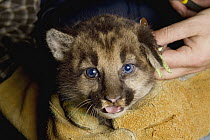Mountain Lion (Puma concolor) biologists, Max Allen and Paul Houghtaling, placing radio collar on six week old male cub, Santa Cruz Puma Project, Santa Cruz, Monterey Bay, California