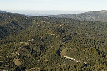 Coniferous forest covering Santa Cruz Mountains, Monterey Bay, California