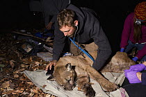 Mountain Lion (Puma concolor) biologist, Chris Fust, checking vital signs of sub-adult male during collaring, Santa Cruz Puma Project, Santa Cruz, Monterey Bay, California