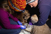 Mountain Lion (Puma concolor) biologists, Justine Alyssa Smith and Chris Wilmers, taking blood from sub-adult male for analysis during collaring, Santa Cruz Puma Project, Santa Cruz, Monterey Bay, Cal...