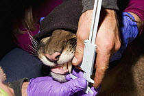 Mountain Lion (Puma concolor) biologists, Chris Fust and Justine Alyssa Smith, measuring canine teeth of sub-adult male during collaring, Santa Cruz Puma Project, Santa Cruz, Monterey Bay, California
