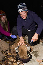 Mountain Lion (Puma concolor) biologist, Chris Wilmers, placing satellite collar on sub-adult male, Santa Cruz Puma Project, Santa Cruz, Monterey Bay, California