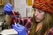 Mountain Lion (Puma concolor) biologist, Justine Alyssa Smith, transferring blood for analysis, Santa Cruz Puma Project, UCSC Campus, Santa Cruz, Monterey Bay, California