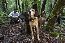 Mountain Lion (Puma concolor) biologist, Sean McCain, with Redtick Coonhound (Canis familiaris) pair and Plott Hound (Canis familiaris) waiting for a puma to climb down from a tree to chase it to a sa...
