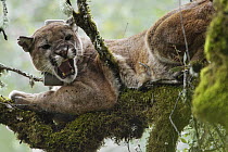 Mountain Lion (Puma concolor) male snarling in tree during attempt to re-collar him, Santa Cruz Puma Project, Uvas Canyon County Park, Santa Cruz Mountains, California