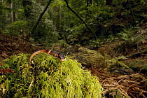 Yellow-eyed Ensatina (Ensatina eschscholtzii xanthoptica) male salamander in Coast Redwood (Sequoia sempervirens) forest, Muir Woods National Monument, California