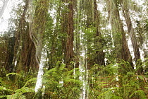 Coast Redwood (Sequoia sempervirens) trees and Sword Ferns (Polystichum munitum) in forest, Muir Woods National Monument, California