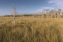 Dwarf Cypress (Taxodium sp) and Pine (Pinus sp) trees in grassland, Everglades National Park, Florida