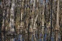 Bald Cypress (Taxodium distichum) trees in swamp with epiphytes, Everglades National Park, Florida