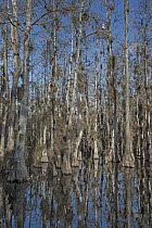 Bald Cypress (Taxodium distichum) trees in swamp with epiphytes and White Ibis (Eudocimus albus), Everglades National Park, Florida