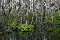 Bald Cypress (Taxodium distichum) trees in swamp with epiphytes and ferns, Everglades National Park, Florida