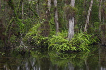 Bald Cypress (Taxodium distichum) trees in swamp with epiphytes and ferns, Everglades National Park, Florida