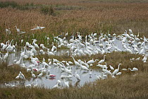 Great Egret (Ardea alba), White Ibis (Eudocimus albus), Snowy Egret (Egretta thula), Great Blue Heron (Ardea herodias), Roseate Spoonbill (Platalea ajaja), and Wood Stork (Mycteria americana) flock fo...
