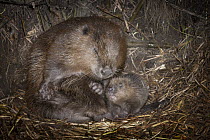 European Beaver (Castor fiber) parent with newborn young inside lodge, Germany