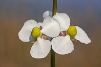Broadleaf Arrowhead (Sagittaria latifolia) flowers, Everglades National Park, Florida