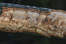 European Beaver (Castor fiber) fresh bite marks on gnawed tree, Spessart, Germany