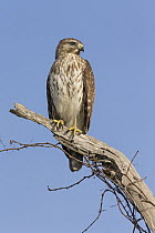 Red-shouldered Hawk (Buteo lineatus), Florida