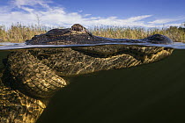 American Alligator (Alligator mississippiensis) in water, Everglades National Park, Florida
