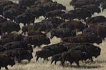 American Bison (Bison bison) herd, South Dakota