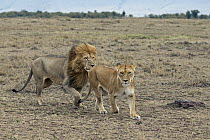 African Lion (Panthera leo) male chasing female to mate, Masai Mara, Kenya