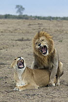 African Lion (Panthera leo) male and female snarling during mating, Masai Mara, Kenya