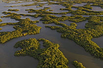 Mangrove (Avicennia sp) islands, Ten Thousand Islands, Everglades National Park, Florida