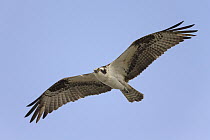 Osprey (Pandion haliaetus) flying, Sanibel Island, Florida