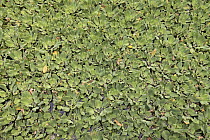Water Lettuce (Pistia stratiotes), Corkscrew Swamp Sanctuary, Florida
