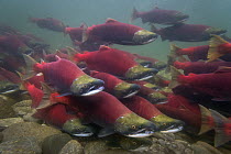 Sockeye Salmon (Oncorhynchus nerka) group swimming upstream during spawning run, Adams River, Roderick Haig-Brown Provincial Park, British Columbia, Canada