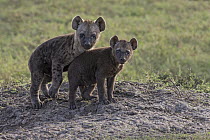 Spotted Hyena (Crocuta crocuta) pups, Masai Mara, Kenya
