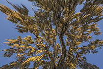 Spanish Moss (Tillandsia usneoides) hanging from tree, Crystal River, Florida