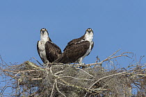 Osprey (Pandion haliaetus) pair at nest, Blue Cypress Lake, Florida