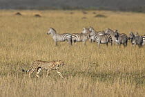 Cheetah (Acinonyx jubatus) male walking by Burchell's Zebra (Equus burchellii) herd, Masai Mara, Kenya