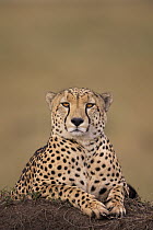 Cheetah (Acinonyx jubatus) male on termite mound, Masai Mara, Kenya