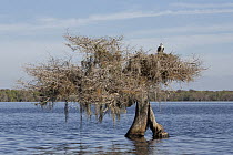 Osprey (Pandion haliaetus) on nest in lake, Blue Cypress Lake, Florida