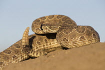Prairie Rattlesnake (Crotalus viridis viridis) in defensive posture, South Dakota