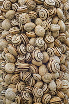 White Gardensnail (Theba pisana) mass clustered on vegetation during dry season to avoid warm temperatures at ground level, Camargue, France