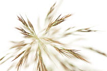 Common Reed (Phragmites australis) seeds, Camargue, France