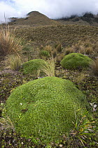 Plantain (Plantago rigida) group, Cayambe Coca Ecological Reserve, Ecuador