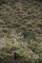 Spectacled Bear (Tremarctos ornatus) biologist tracking bear, Cayambe Coca Ecological Reserve, Ecuador