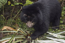 Spectacled Bear (Tremarctos ornatus) sub-adult, Cayambe Coca Ecological Reserve, Ecuador