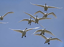 Trumpeter Swan (Cygnus buccinator) group flying, Magness Lake, Arkansas