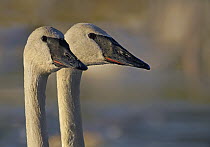 Trumpeter Swan (Cygnus buccinator) pair, Magness Lake, Arkansas