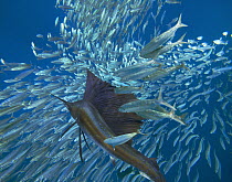 Atlantic Sailfish (Istiophorus albicans) hunting Round Sardinella (Sardinella aurita) school, Isla Mujeres, Mexico