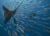 Atlantic Sailfish (Istiophorus albicans) group hunting Round Sardinella (Sardinella aurita) school, Isla Mujeres, Mexico