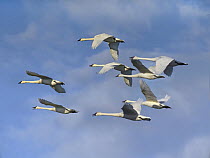 Trumpeter Swan (Cygnus buccinator) flock flying, Arkansas