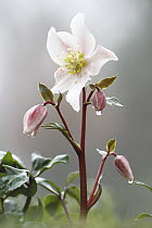 Christmas-rose (Helleborus niger) flower, Netherlands