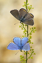 Adonis Blue (Lysandra bellargus) blue male with brown female, France