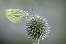 Green-veined White (Pieris napi) butterfly, Netherlands